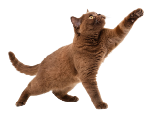 Playful British Shorthair cat stretches its paw in charming pose, showcasing its unique fur and lively spirit
