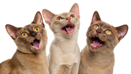 Three playful Burmese cats with expressive faces are vocalizing joyfully, showcasing their unique personalities and charm