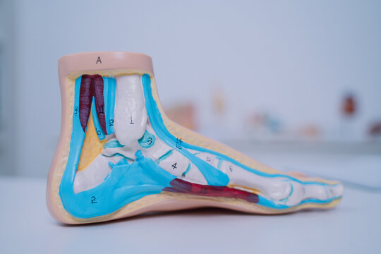 In the orthopedics clinic, the doctor used a model to illustrate human foot anatomy, highlighting the importance of bone and joint health in effective medicals and health care.