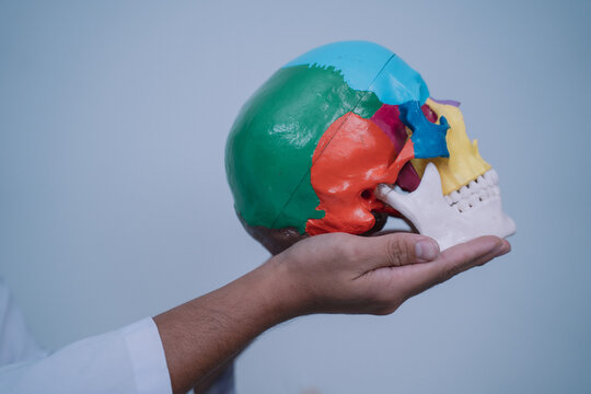 In the realm of health care, the doctor utilized a model of the human skull to enhance education in anatomy, demonstrating the significance of bone health in medical science.