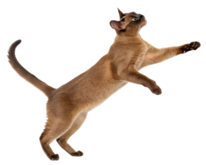 Playful Burmese cat leaps gracefully mid air showcasing its agility and elegance. This charming feline captivates with its striking features
