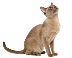 Beautiful Burmese cat sits gracefully, its sleek fur glistening as it gazes upward with curiosity and elegance