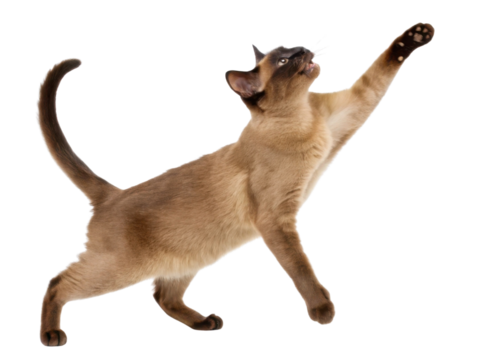 Playful Burmese cat stretches its paw in lively manner showcasing its agility and charm