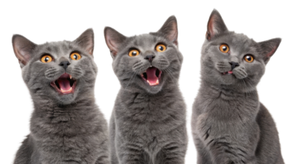 Three playful chartreux cats with expressive faces showcase their lively personalities and charm