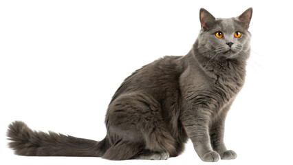 Fototapeta premium Beautiful chartreux cat with striking orange eyes sits gracefully, showcasing its elegant fur and poised demeanor