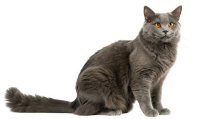 Beautiful chartreux cat with striking orange eyes sits gracefully, showcasing its elegant fur and poised demeanor