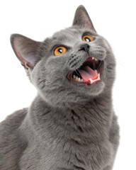 Joyful chartreux cat with striking orange eyes displays playful expression showcasing its charming personality