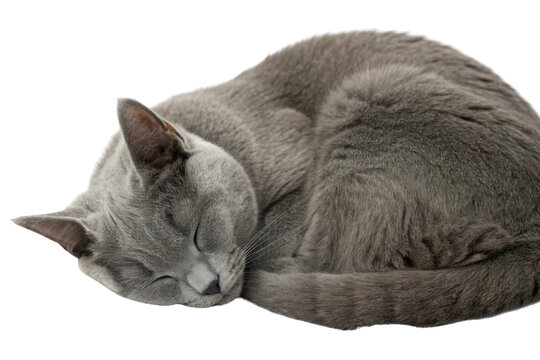 Peaceful chartreux cat curls up in cozy position, showcasing its soft gray fur and serene expression