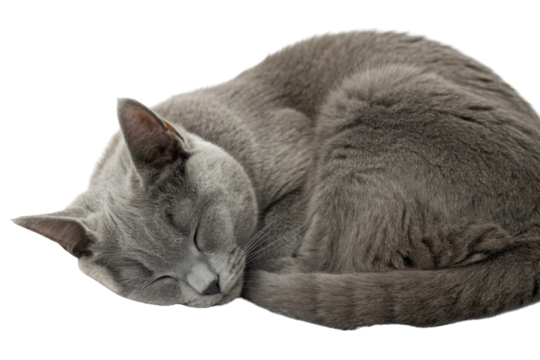 Peaceful chartreux cat curls up in cozy position, showcasing its soft gray fur and serene expression