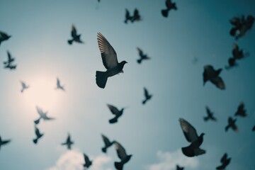 Fototapeta premium Flock of birds soaring in a light-blue sky