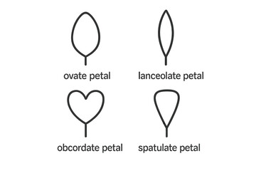 Botanical Petal Shape Outline Icon Set. Ovate, Lanceolate, Obcordate, Spatulate Petal Forms. Minimalist Vector Illustration for Plant Morphology, Botany, Biology, Herbarium, Flower Identification