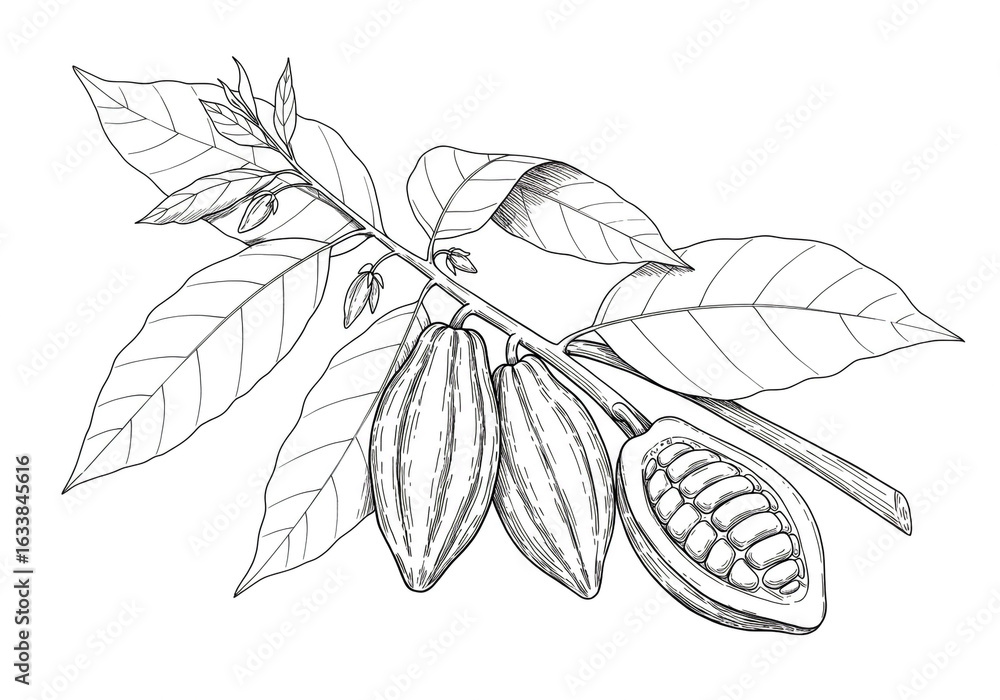 Poster a detailed monochrome drawing of cocoa pods and leaves on a branch in a botanical style art