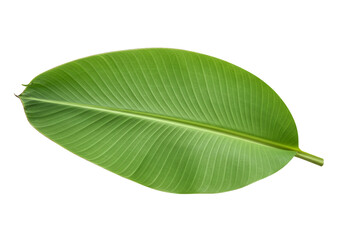 Obraz premium A vibrant green banana leaf isolated on a white background showcasing its detailed venation and texture