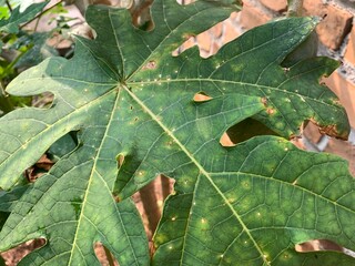 green leaf with drops of water
