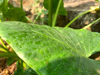 green leaf with drops of water