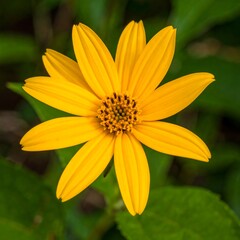Obraz premium Single bright yellow flower