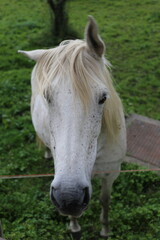 Naklejka premium Caballo blanco 