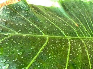 green leaf with drops of water