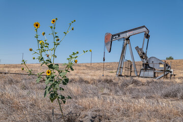 The Coalinga Oil Field is a large oil field in western Fresno County, California. Diablo Range. The common sunflower (Helianthus annuus) is large annual forb of the daisy family Asteraceae.