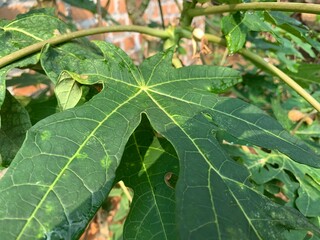 green leaf with drops of water