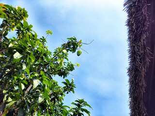 Mango tree reaches towards a bright blue sky in a tropical setting amidst green foliage and a...