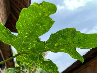 green leaf with drops of water