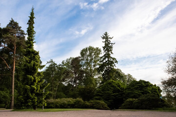 Fototapeta premium Scenic summer landscape with tall trees and blue sky for nature design