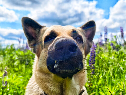 Beautiful German Shepherd exploring a sunny field with vibrant flowers and blue skies