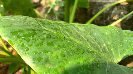 green leaf with drops of water