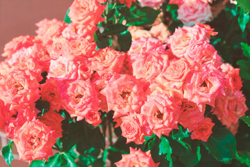 Vibrant cluster of orange roses, showcasing a profusion of blooms. Numerous delicate flowers with intricate petals