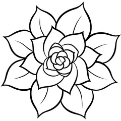 black and white rose