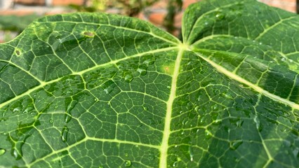 green leaf with drops of water