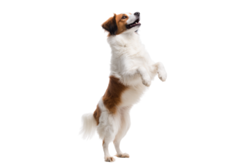 Happy dog standing on hind legs isolated on transparent background