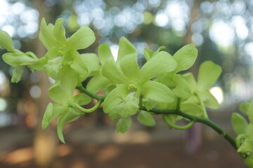 green orchid in garden
