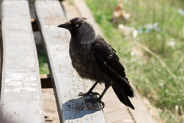 Curious crow perched on park bench in urban setting