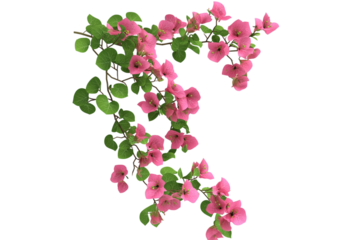 Vibrant pink bougainvillea vine with green leaves isolated on transparent background