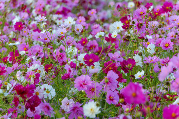 満開のコスモスが彩る秋の花畑