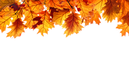 branch of colorful autumn leaves isolated on white background