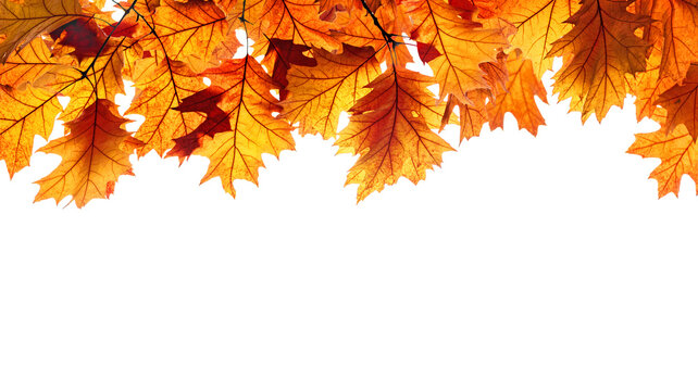 branch of colorful autumn leaves isolated on white background