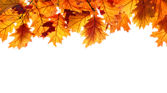 branch of colorful autumn leaves isolated on white background