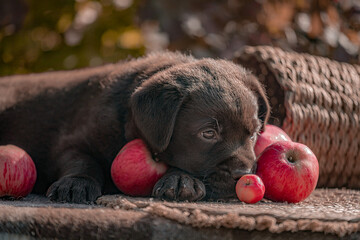 Black Labrador retriever pup lies down gently resting chin on red apples, fallen basket nearby,...