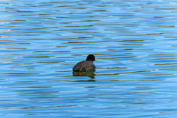 静かな水面を泳ぐオオバン