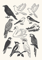 Vintage-style bird illustrations featuring diverse species, drawn in detailed hand-drawn black and white engraving technique.