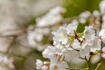 Obraz premium 満開のソメイヨシノのクローズアップ