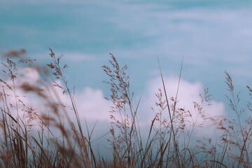 Obraz premium Windswept grass field against a cloudy sky
