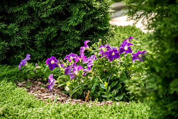 Vibrant garden with purple flowers amidst lush green foliage