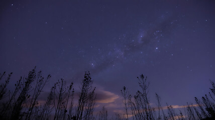 Milky Way stretches across a starlit night sky, above tall grasses. 