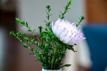 Elegant white flower in bloom with lush green foliage indoors