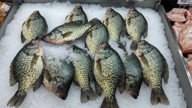 Fresh Black Crappie on Ice at Fish Market - A close-up shot of several fresh black crappie fish displayed on a bed of ice in a metal container at a fish market.
