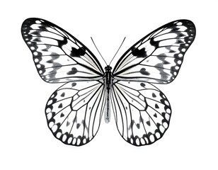Monochrome butterfly with intricate wing patterns, isolated on white